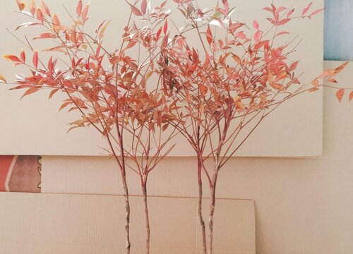 南天竹什么时候移栽好