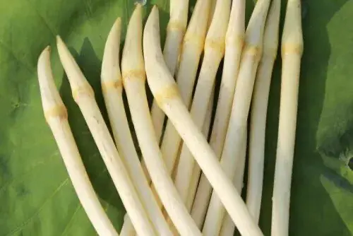 藕蒂有什么药用价值