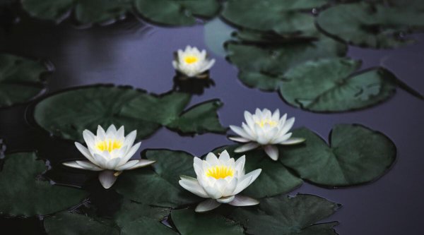 莲花和荷花是同一种花吗