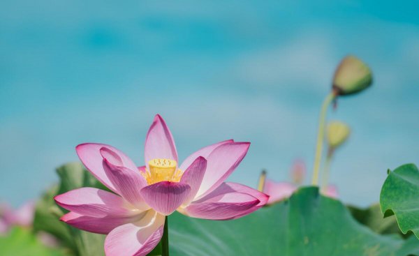 莲花和荷花是同一种花吗