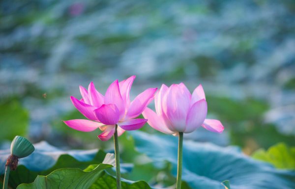 莲花和荷花是同一种花吗