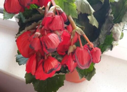 海棠花需要每天浇水吗