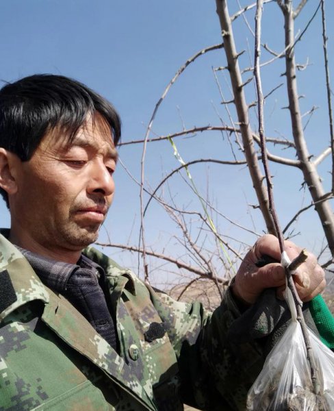 果树越长越旺不结果怎么办