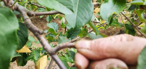 果树越长越旺不结果怎么办