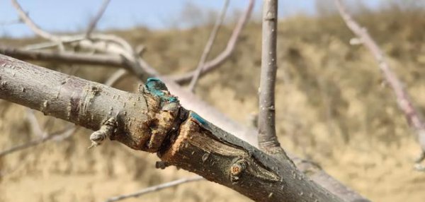 果树越长越旺不结果怎么办