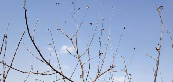 果树越长越旺不结果怎么办