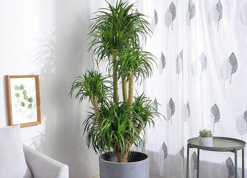 龙须树一棵几头有讲究吗