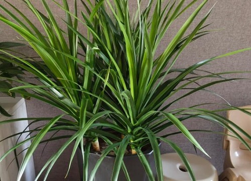 龙须树一棵几头有讲究吗