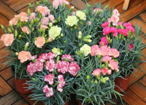 康乃馨的叶子形状像什么 花朵是什么样子