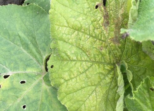 南瓜病虫害防治技术与方法措施