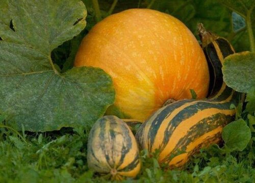 南瓜病虫害防治技术与方法措施