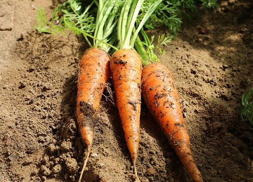 北方胡萝卜种植时间和方法