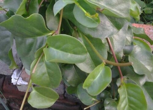 云南白药是什么植物类别