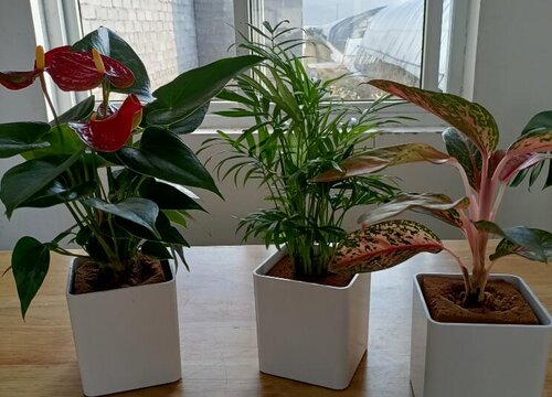 袖珍椰子浇水要浇透吗