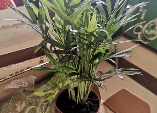 袖珍椰子浇水要浇透吗