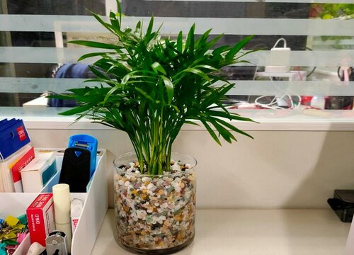 袖珍椰子浇水要浇透吗