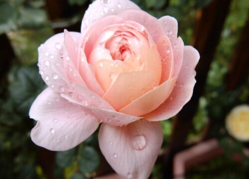 瑞典女王花期是什么时候