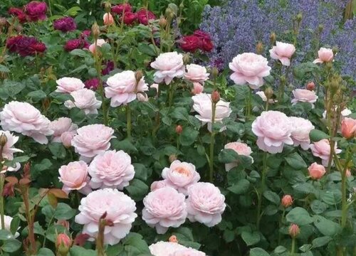 瑞典女王花期是什么时候