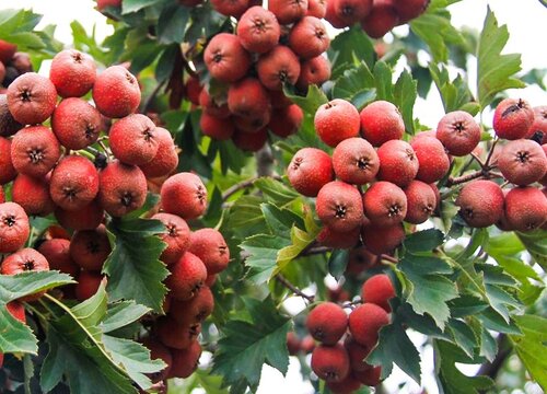 山楂树什么时候修剪