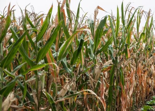 2023年农药是否会涨价