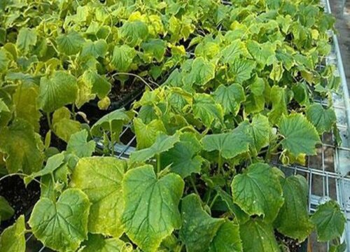 2023年农药是否会涨价