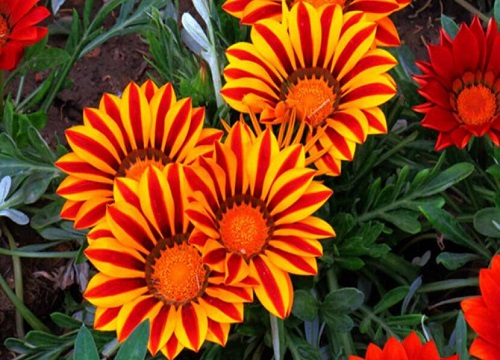 勋章菊什么时候播种合适