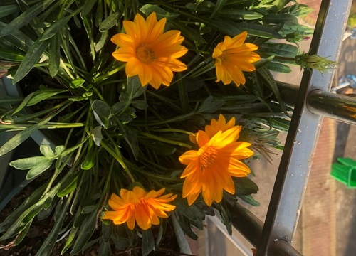 勋章菊什么时候播种合适