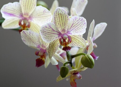 蝴蝶兰花期有多长时间