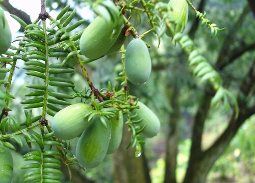 香榧树值钱吗 市场价格