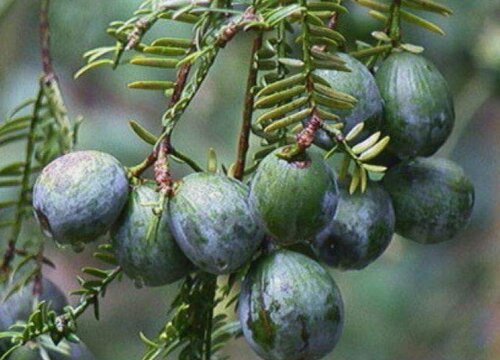 香榧树值钱吗 市场价格