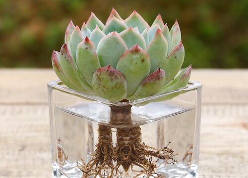 刚上盆的多肉能不能马上铺铺面石