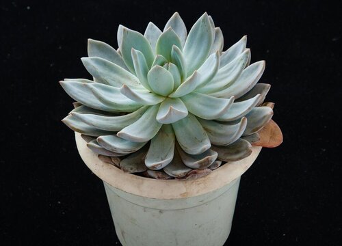 刚上盆的多肉能不能马上铺铺面石