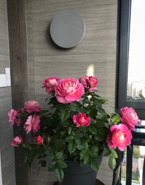 海神王阳台月季优缺点