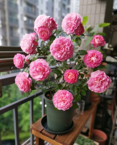 海神王阳台月季优缺点