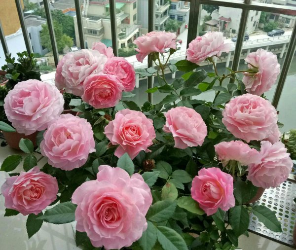 海神王阳台月季优缺点