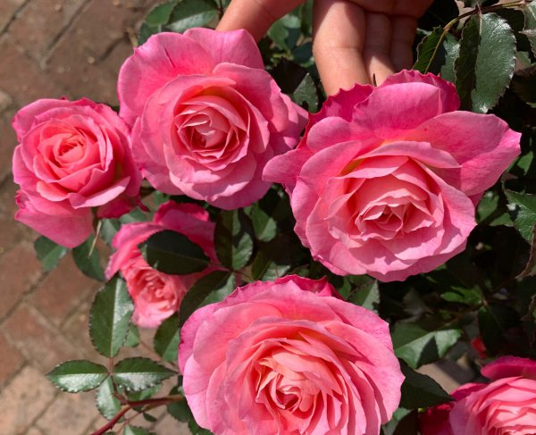 海神王阳台月季优缺点