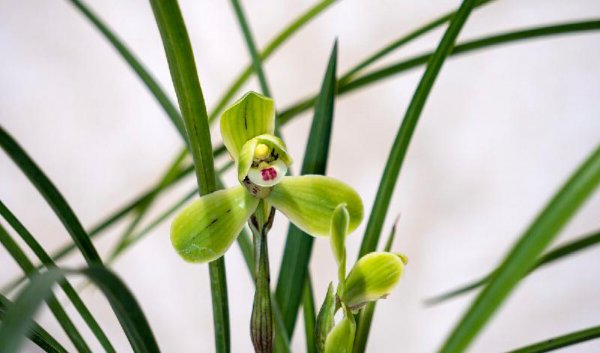兰花品种名称及图片介绍