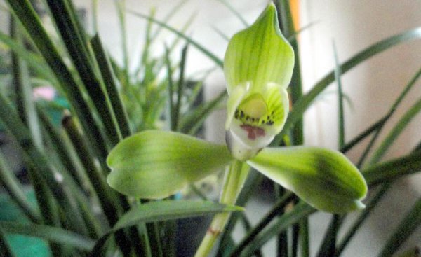 兰花品种名称及图片介绍