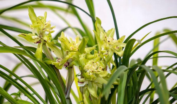 兰花品种名称及图片介绍