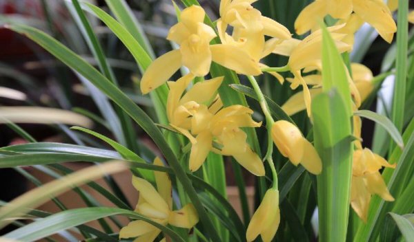 兰花品种名称及图片介绍