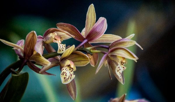 兰花品种名称及图片介绍