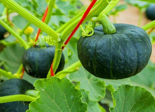 贝贝小南瓜一年四季都能种吗