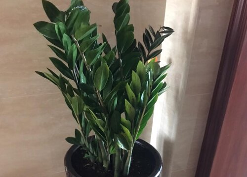 金钱树怎么养护生长旺盛