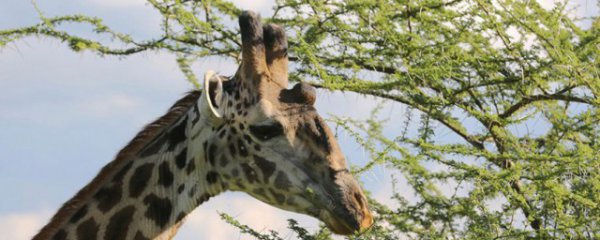 长颈鹿喜欢吃什么食物