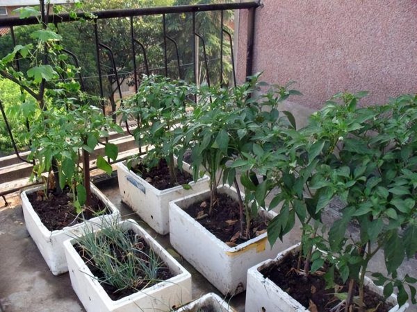 泡沫箱种菜吃了对身体有害吗