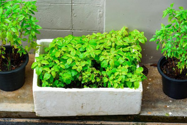 泡沫箱种菜吃了对身体有害吗