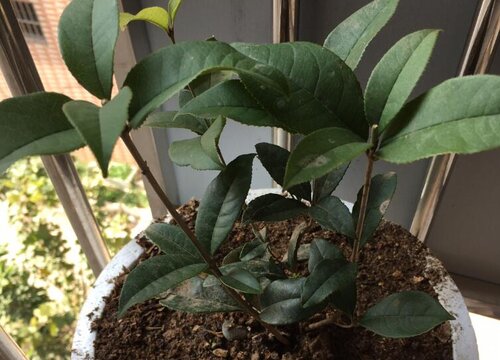 四季桂喜阴还是喜阳光的植物