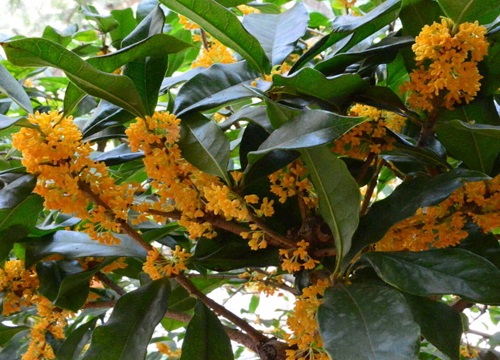 四季桂喜阴还是喜阳光的植物