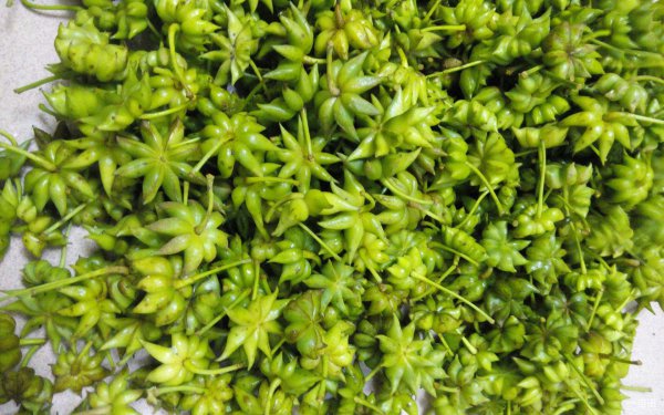 大茴香和小茴香有什么区别