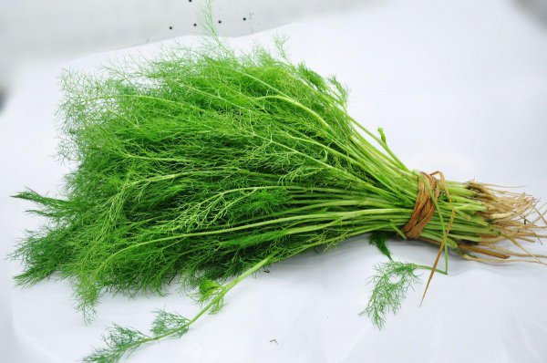 大茴香和小茴香有什么区别